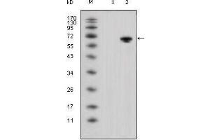 Western blot analysis using WNT5A mouse mAb against HEK293 (1) and WNT5A-hIgGFc transfected HEK293 cell lysate (2).