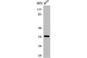 Western Blot analysis of COLO205 cells using ANT4 Polyclonal Antibody (SLC25A31 Antikörper  (Internal Region))