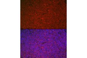 Immunofluorescence analysis of rat spleen cells using ETS1 Rabbit pAb (ABIN7271258) at dilution of 1:100 (40x lens). (ETS1 Antikörper  (AA 1-260))
