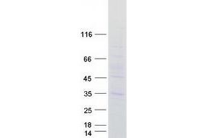 MARCH3 Protein (Myc-DYKDDDDK Tag)