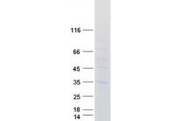 MARCH3 Protein (Myc-DYKDDDDK Tag)