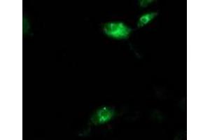 Anti-AQP1 mouse monoclonal antibody (ABIN2454186) immunofluorescent staining of COS7 cells transiently transfected by pCMV6-ENTRY AQP1 (RC205304). (Aquaporin 1 Antikörper)
