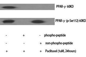 Western Blot (WB) analysis of specific cells using Phospho-PPAR-gamma (S112) Polyclonal Antibody. (PPARG Antikörper  (pSer112))
