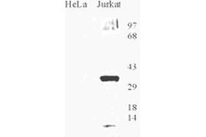 Western blot analysis of OGG1 in HeLa and Jurkat cell lysate with OGG1 polyclonal antibody . (OGG1 Antikörper  (AA 1-100))