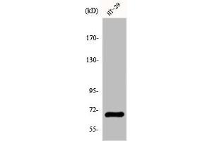 Western Blot analysis of COLO205 cells using GBP3 Polyclonal Antibody (GBP3 Antikörper  (C-Term))