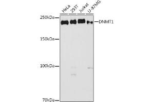 Western blot analysis of extracts of various cell lines, using DNMT1 antibody (ABIN7266810) at 1:1000 dilution. (DNMT1 Antikörper  (AA 1-270))
