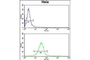 C2orf49 Antibody (N-term) (ABIN651382 and ABIN2840213) flow cytometry analysis of Hela cells (bottom histogram) compared to a negative control cell (top histogram). (C2orf49 Antikörper  (N-Term))