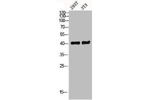 Western blot analysis of 293T 3T3 lysis using GPR52 antibody. (GPR52 Antikörper  (C-Term))