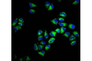 Immunofluorescence staining of Hela cells with ABIN7155542 at 1:133, counter-stained with DAPI. (HLA-F Antikörper  (AA 194-303))