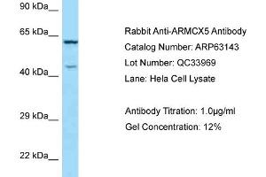 Western Blotting (WB) image for anti-Armadillo Repeat Containing, X-Linked 5 (ARMCX5) (C-Term) antibody (ABIN2789389) (ARMCX5 Antikörper  (C-Term))