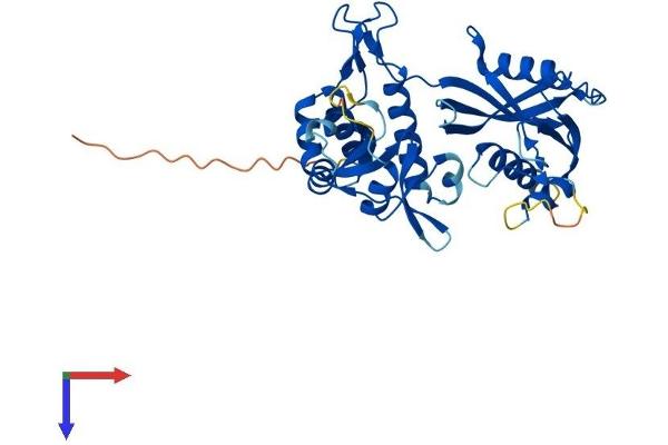 NUDT13 Protein (AA 1-352) (His tag)