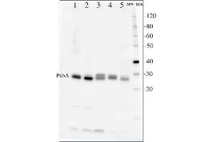 Image no. 1 for anti-D1 Protein of PSII, (PsbA) (C-Term) antibody (ABIN93523)