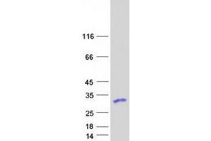 Validation with Western Blot (RPS5 Protein (Myc-DYKDDDDK Tag))