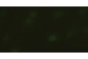 Immunofluorescent staining of HeLa cells using anti-SOX17 mouse monoclonal antibody (ABIN2452673).