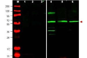 Image no. 1 for anti-Phosphatase and Tensin Homolog Pseudogene 1 (PTENP1) (N-Term) antibody (ABIN401437) (PTENP1 Antikörper  (N-Term))