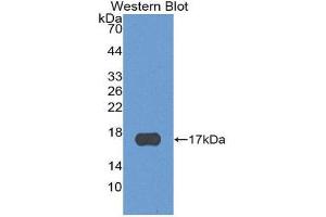 Western Blotting (WB) image for anti-Chemokine (C-X-C Motif) Ligand 13 (CXCL13) (AA 23-94) antibody (ABIN1858140) (CXCL13 Antikörper  (AA 23-94))