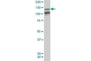 MAGI1 antibody  (AA 761-859)