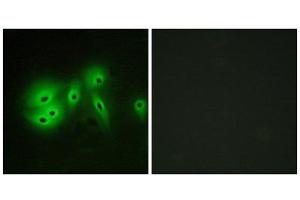 Immunofluorescence (IF) image for anti-Adenylate Cyclase 8 (Brain) (ADCY8) (Internal Region) antibody (ABIN1850180)