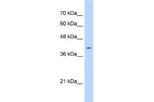 WB Suggested Anti-ST6GALNAC6 Antibody Titration:  0. (ST6GALNAC6 Antikörper  (C-Term))