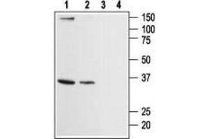 Western blot analysis of human HL-60 promyelocytic leukemia (lanes 1 and 3) and human Jurkat acute T cell leukemia (lanes 2 and 4) cell lysates: - 1,2. (ORAI2 Antikörper  (Intracellular, N-Term))