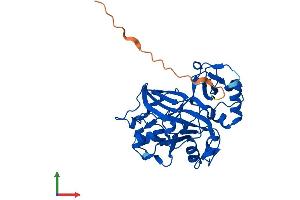 Protein Structure (PS) image for Fumarylacetoacetate Hydrolase Domain Containing 2A (FAHD2A) (AA 1-314) protein (His tag) (ABIN7547656)