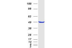 Western Blotting (WB) image for ArfGAP with FG Repeats 2 (AGFG2) protein (Myc-DYKDDDDK Tag) (ABIN2714453)