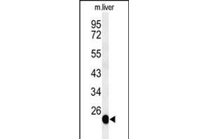 Western Blotting (WB) image for anti-Bartter Syndrome, Infantile, with Sensorineural Deafness (Barttin) (BSND) (AA 292-320), (C-Term) antibody (ABIN653815)