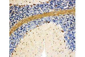 IHC-P: BiP antibody testing of rat cerebellum tissue