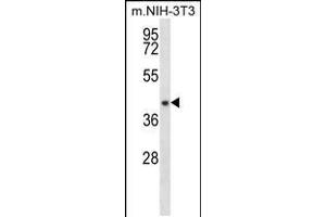 Western blot analysis in mouse NIH-3T3 cell line lysates (35ug/lane). (NUDT9 Antikörper  (C-Term))