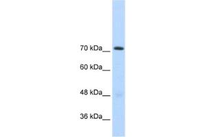 Western Blotting (WB) image for anti-General Transcription Factor II I Repeat Domain-Containing 1 (GTF2IRD1) antibody (ABIN2460794) (GTF2IRD1 Antikörper)
