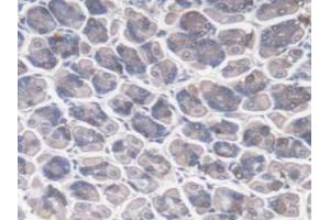 IHC-P analysis of Mouse Stomach Tissue, with DAB staining. (DNAJC2 Antikörper  (AA 368-621))