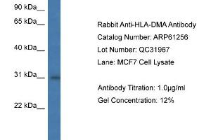 Western Blotting (WB) image for anti-Major Histocompatibility Complex, Class II, DM alpha (HLA-DMA) (N-Term) antibody (ABIN786374) (HLA-DMA Antikörper  (N-Term))
