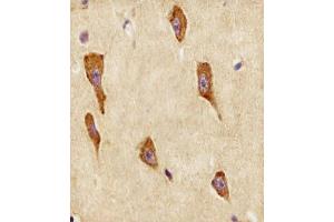 Antibody staining GNG12 in human brain tissue sections by Immunohistochemistry (IHC-P - paraformaldehyde-fixed, paraffin-embedded sections). (GNG12 Antikörper  (AA 37-68))