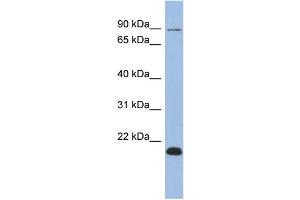 WB Suggested Anti-TCEB3B Antibody Titration:  0. (TCEB3B Antikörper  (Middle Region))