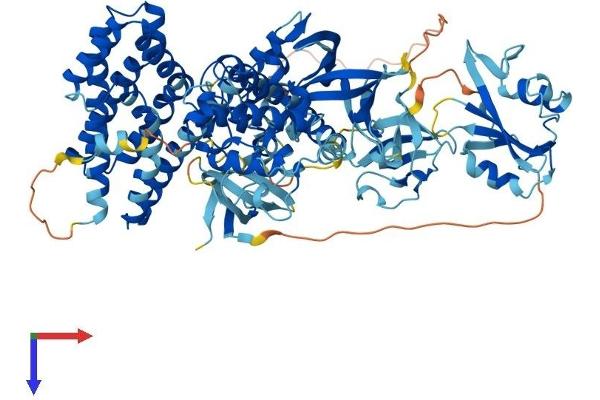 VAV3 Protein (AA 1-847) (His tag)