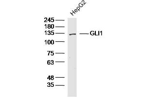 HepG2 lysates probed with GLI1 Polyclonal Antibody, Unconjugated  at 1:300 dilution and 4˚C overnight incubation.
