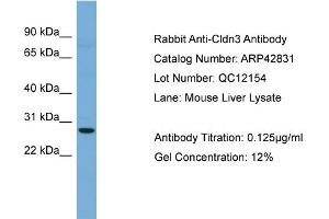 WB Suggested Anti-Cldn3 Antibody Titration:  0. (Claudin 3 Antikörper  (C-Term))
