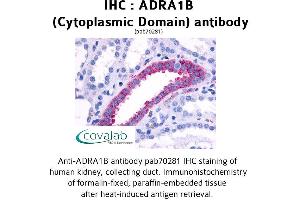 Image no. 1 for anti-Adrenergic, alpha-1B-, Receptor (ADRA1B) (1st Cytoplasmic Domain) antibody (ABIN1731572)