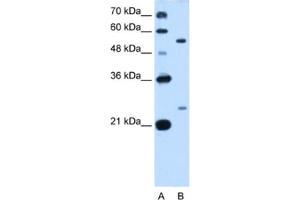 Western Blotting (WB) image for anti-LOC642486 (LOC642486) antibody (ABIN2462914) (LOC642486 Antikörper)