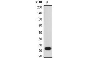 Western blot analysis of HO-1 expression in A549 (A) whole cell lysates. (HMOX1 Antikörper)