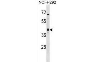 Western Blotting (WB) image for anti-Undifferentiated Embryonic Cell Transcription Factor 1 (UTF1) antibody (ABIN2999167) (UTF1 Antikörper)