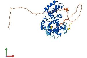 AlphaFold protein structure predicition of Human Recombinant CCNO Protein, UniprotID P22674 (Cyclin O Protein (CCNO) (AA 1-350) (His tag))