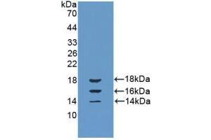 Western blot analysis of recombinant Cow IL15. (IL-15 Antikörper  (AA 48-162))