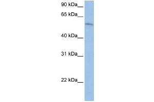 Western Blotting (WB) image for anti-Family with Sequence Similarity 20, Member C (FAM20C) antibody (ABIN2459294)