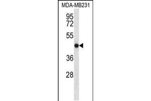 Western blot analysis in MDA-MB231 cell line lysates (35ug/lane). (TMEM43 Antikörper  (AA 195-223))