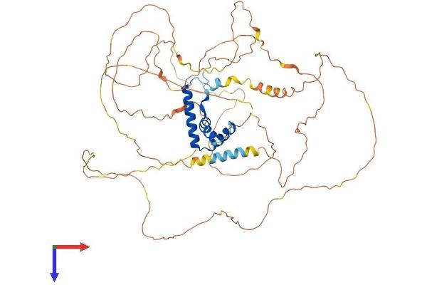 TCF7L1 Protein (AA 1-588) (His tag)