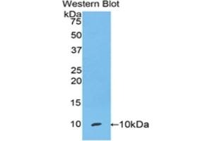 Western blot analysis of the recombinant protein. (SCGB1A1 Antikörper  (AA 22-96))