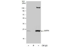 IP Image Immunoprecipitation of GSTT1 protein from HepG2 whole cell extracts using 5 μg of GSTT1 antibody, Western blot analysis was performed using GSTT1 antibody, EasyBlot anti-Rabbit IgG  was used as a secondary reagent.