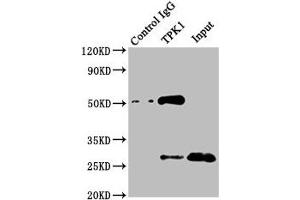 Immunoprecipitating TPK1 in Mouse kidney tissue Lane 1: Rabbit control IgG instead of ABIN7171975 in Mouse kidney tissue. (TPK1 Antikörper  (AA 1-243))