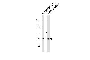 Western blot analysis of lysates from mouse cerebellum, rat cerebellum tissue lysate (from left to right), using Leo1 Antibody (C-term) (ABIN6242423 and ABIN6577877). (LEO1 Antikörper  (C-Term))